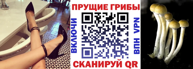 наркошоп  Вязьма  Галлюциногенные грибы Psilocybe 